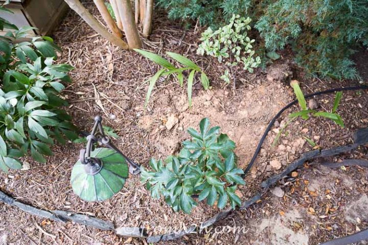 The hose should go close to the plants but not right up against them