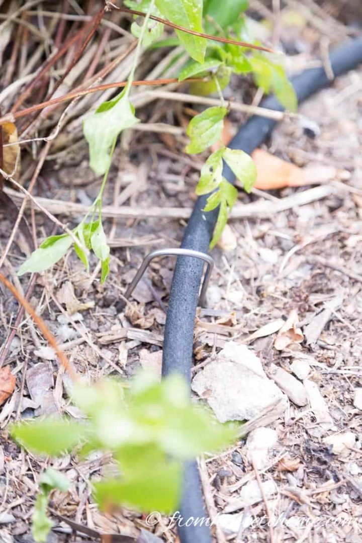Use landscape staples to hold the hose in place
