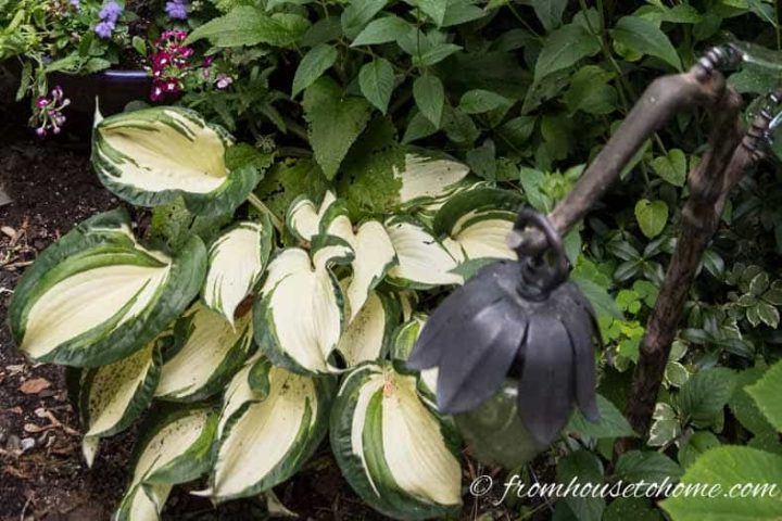 Variegated hosta