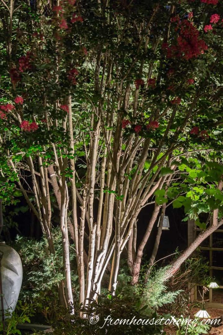 Uplighting interesting tree trunks