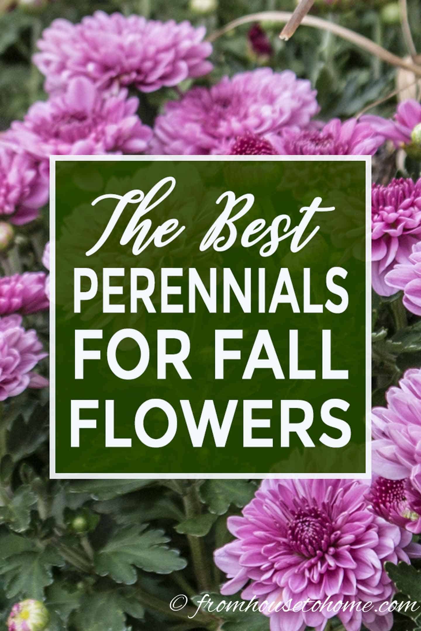 The best perennials for fall flowers