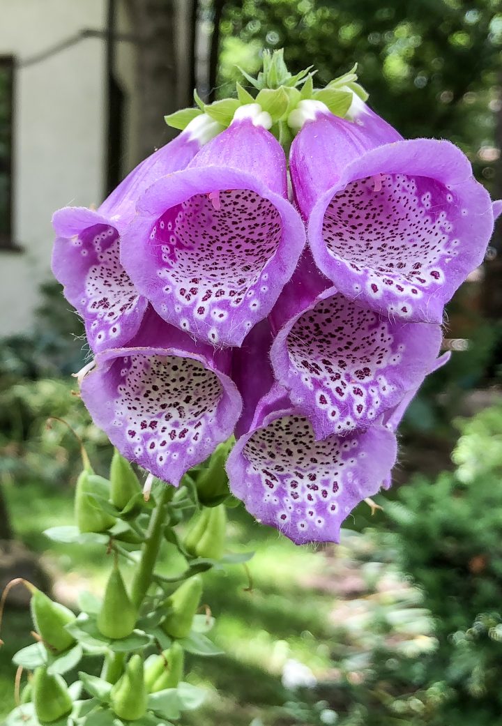 purple foxglove flowers