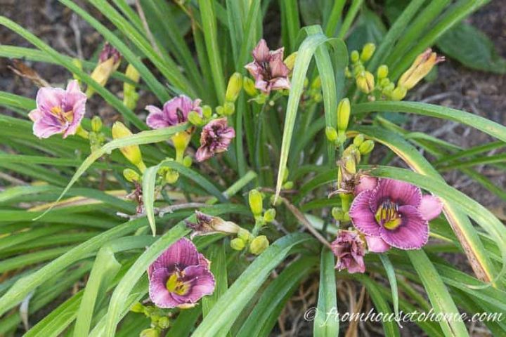 Day Lilies