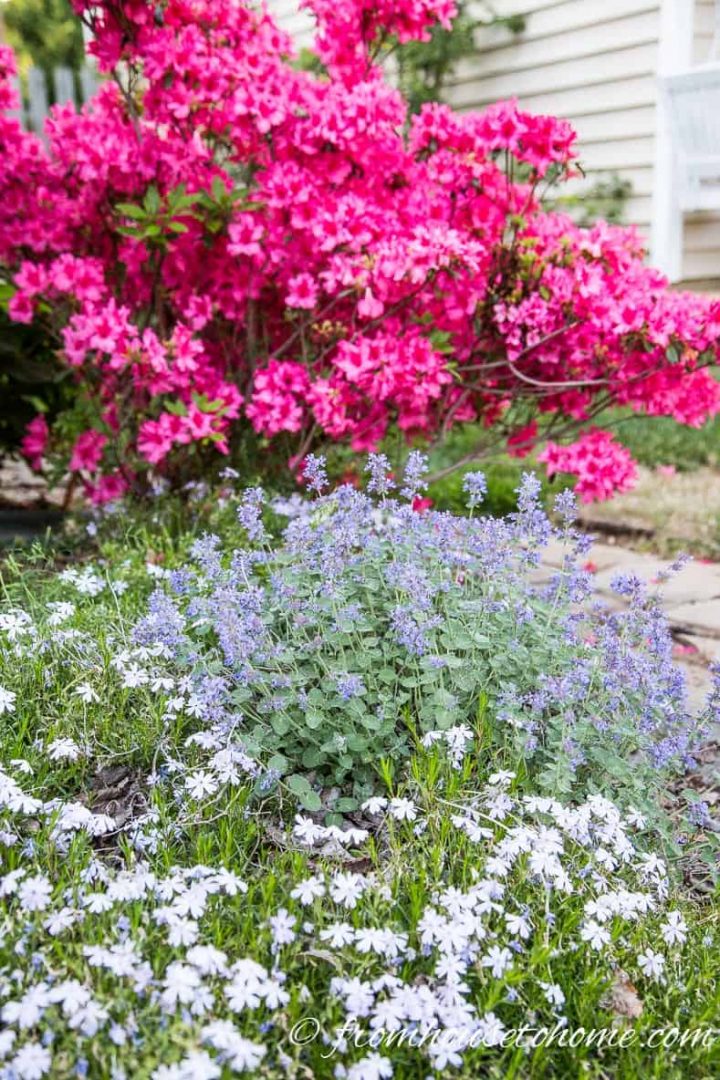 Sun plants for spring