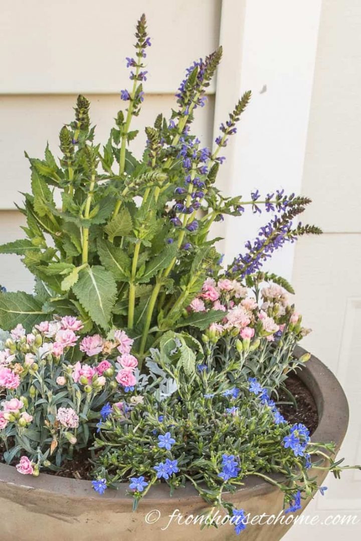 Salvia, dianthus and browallia