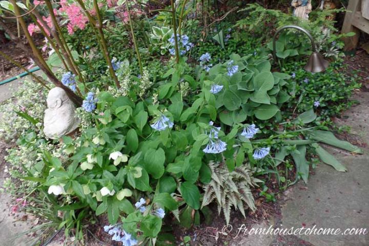 Virginia blue bells with ferns, hostas and hellebores