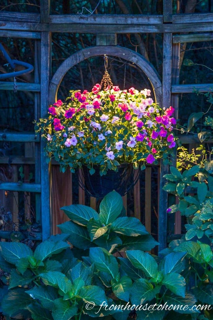 Downlight hanging baskets