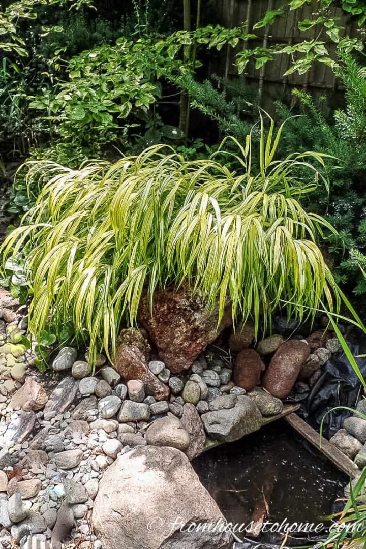 Evergold Sedge