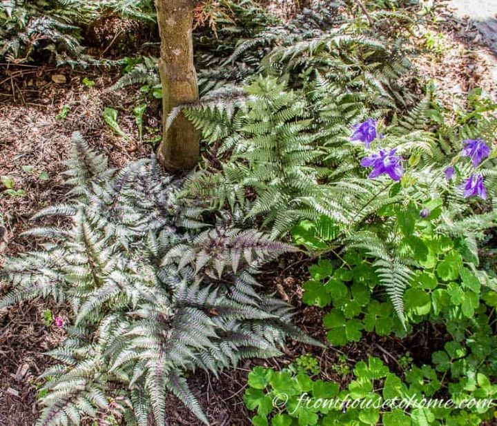 Ferns and Columbine