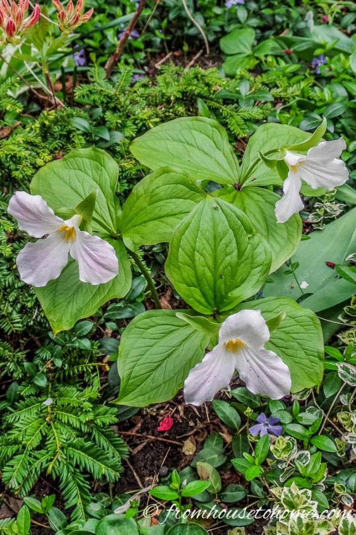 Trilliums