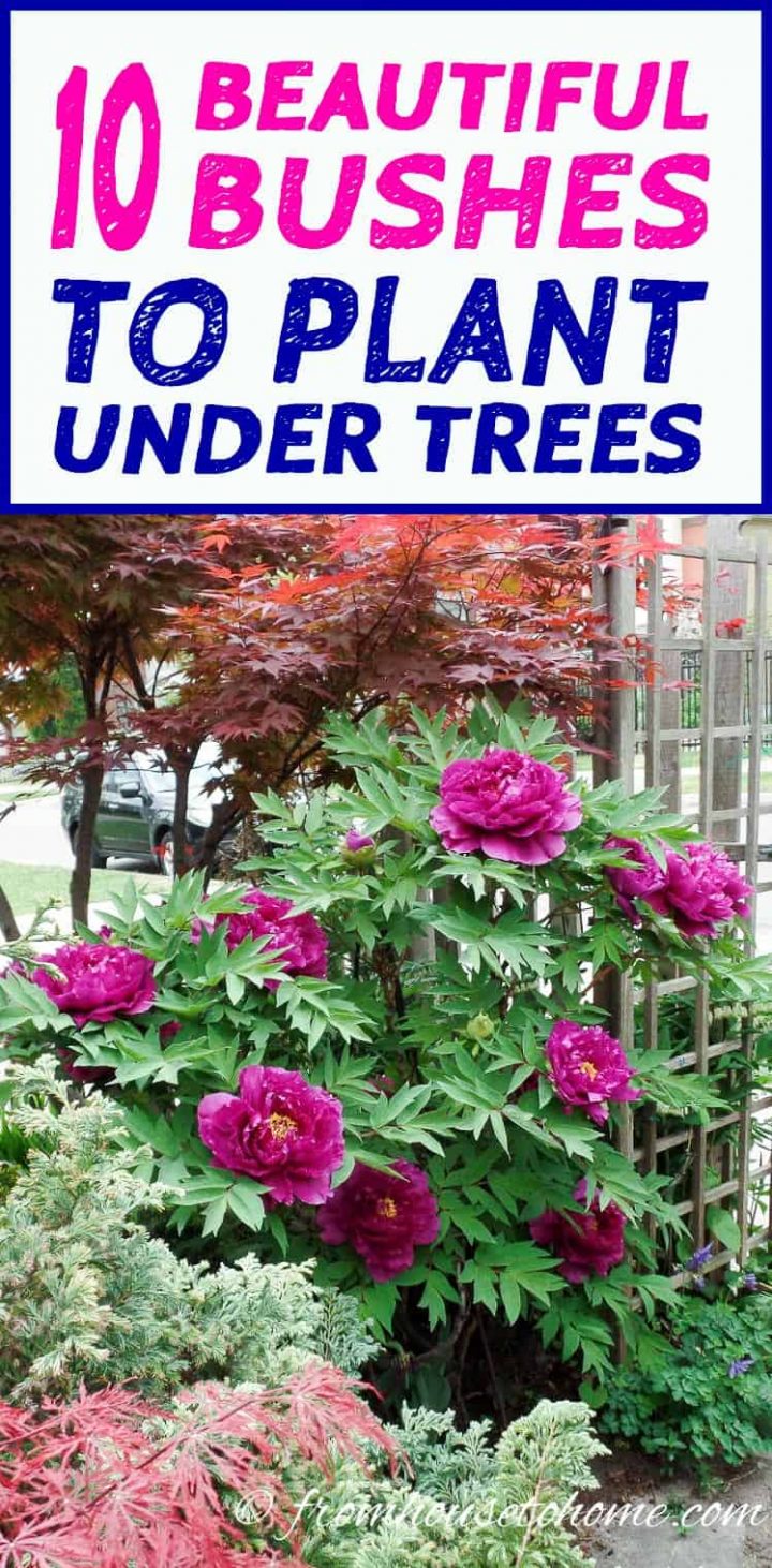 10 Bushes To Plant Under Trees
