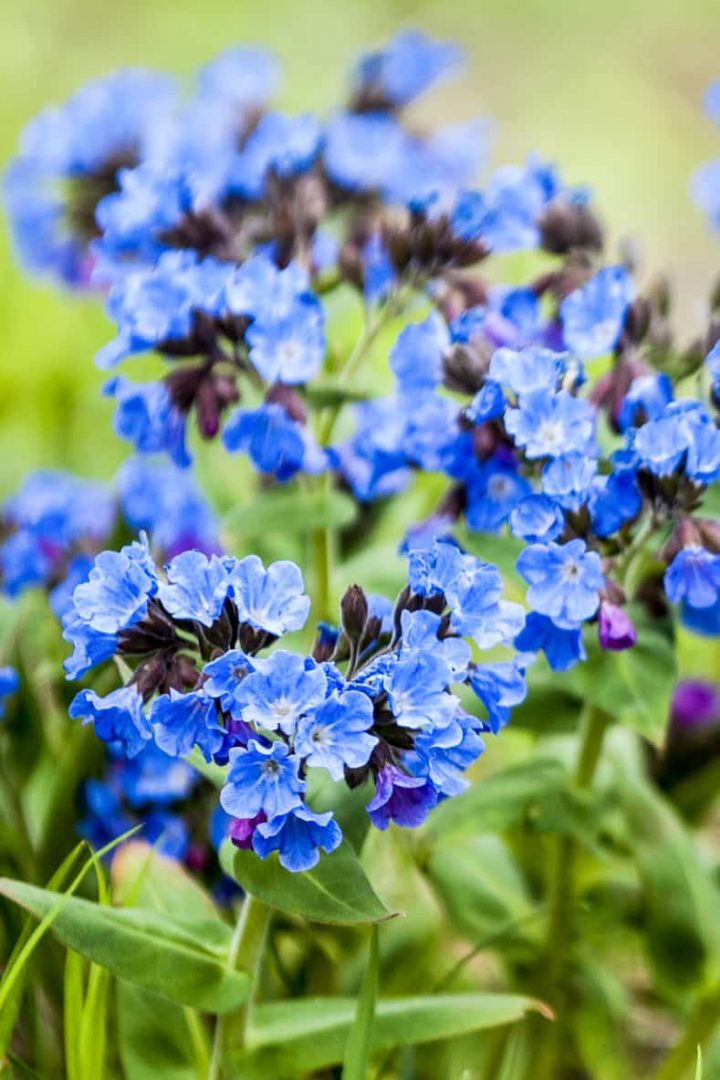 Pulmonaria obscura