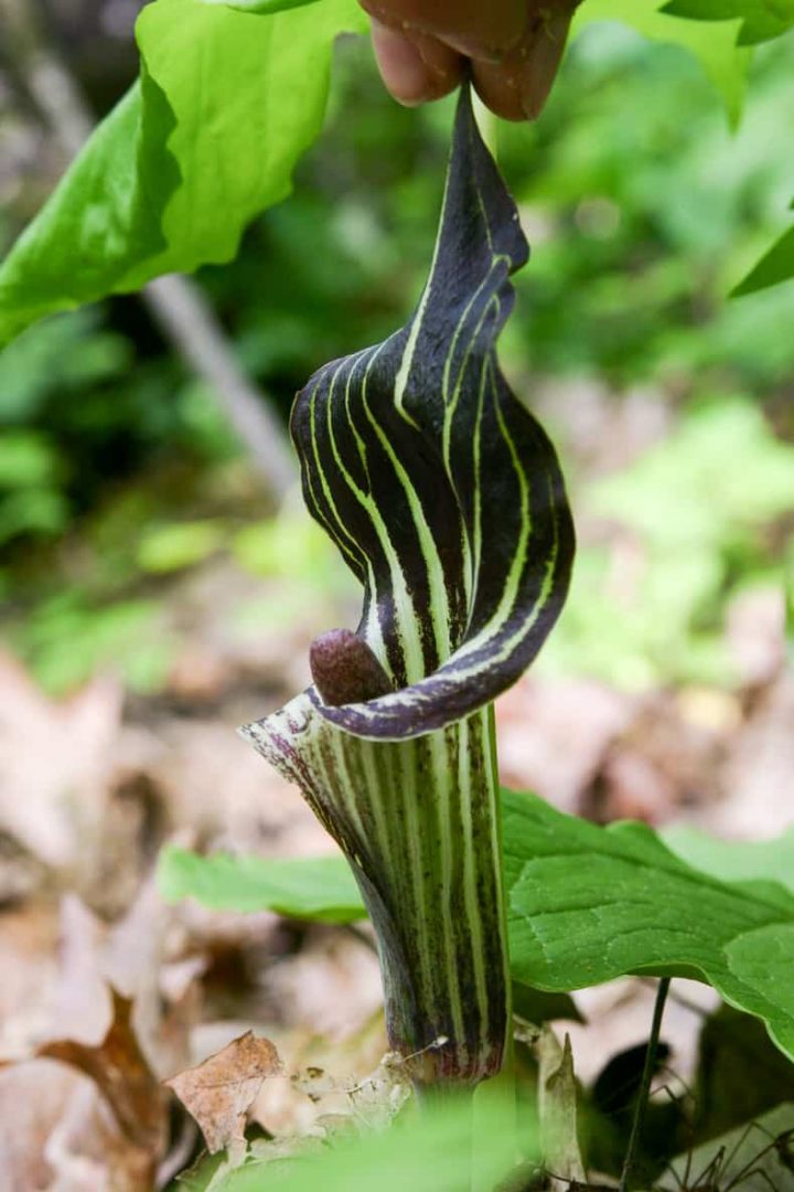 jack in the pulpit