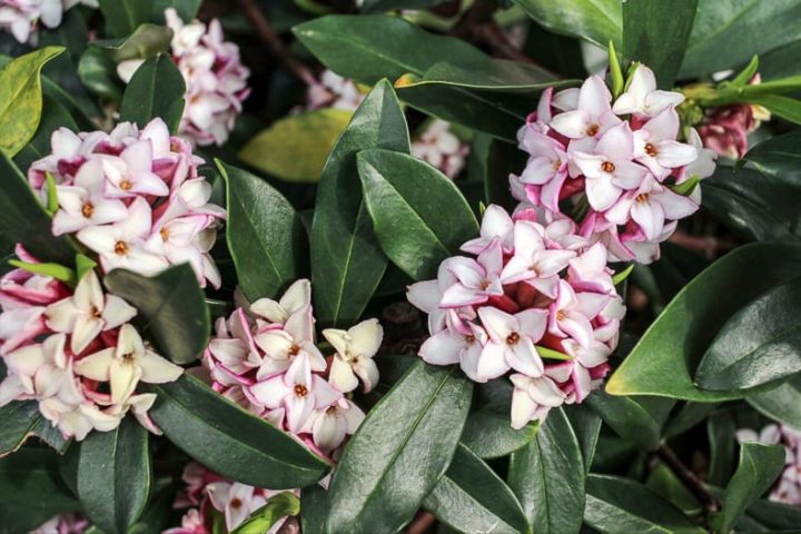 Daphne | ©c11yg - stock.adobe.com