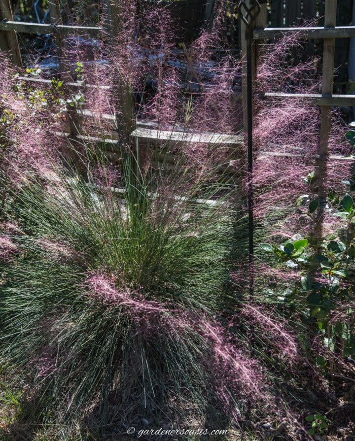 Pink Muhly grass