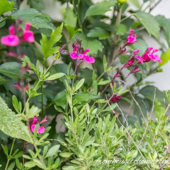 Salvia