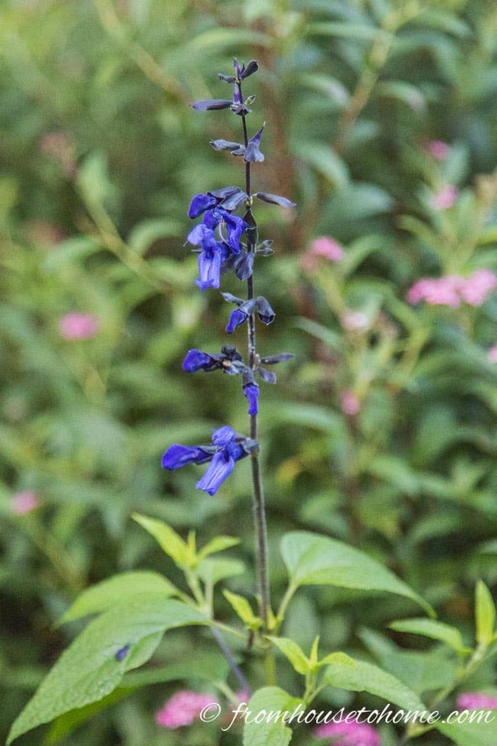 Salvia Black and Blue
