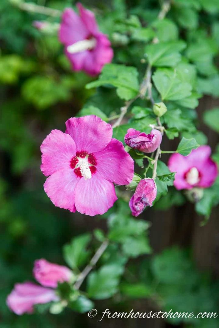 Hibiscus syriacus "Lil Kim"