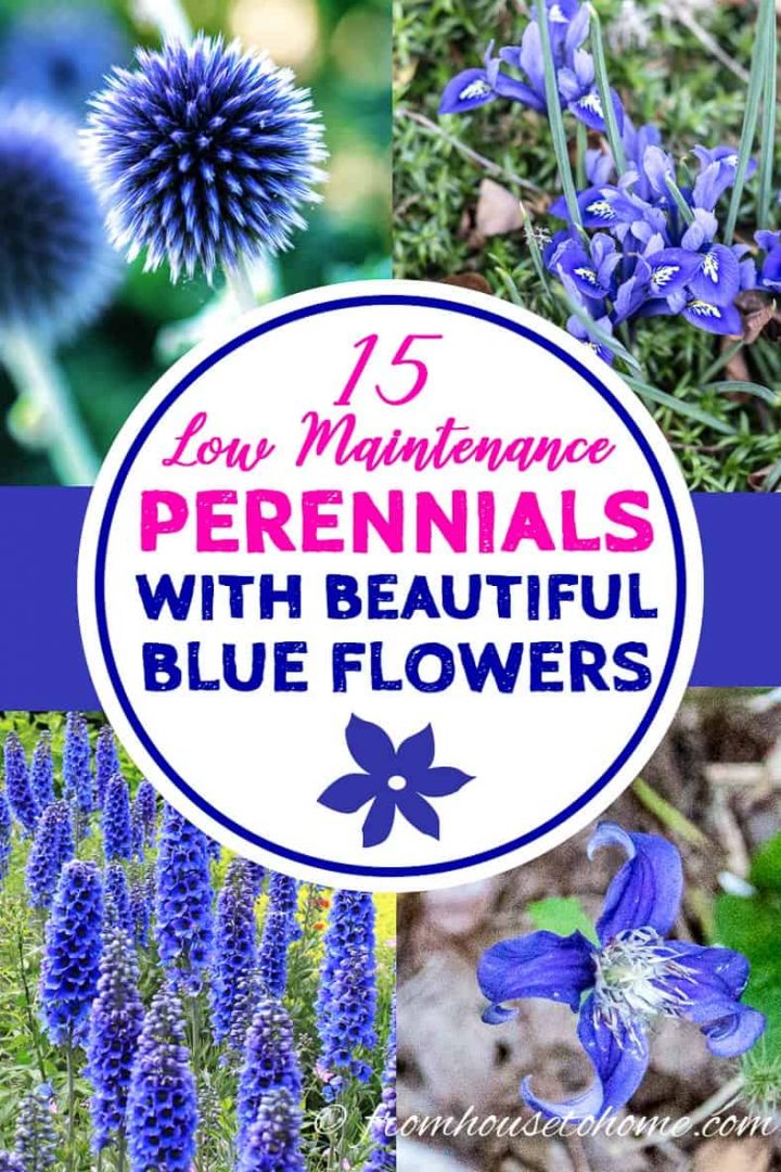 low maintenance perennials with beautiful blue flowers