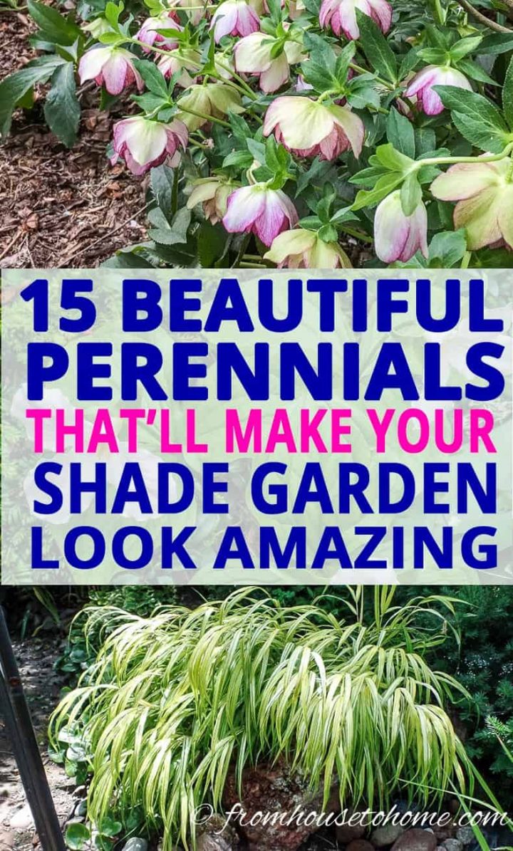 compact perennials for shade