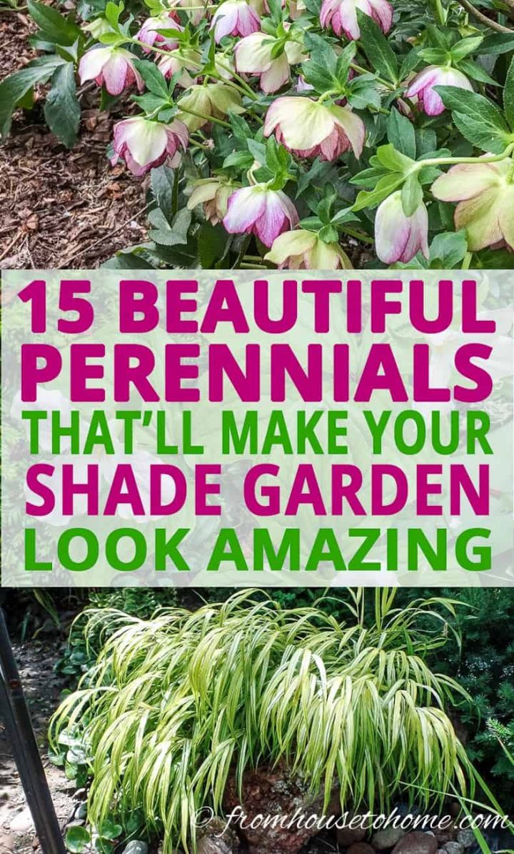 compact perennials for shade