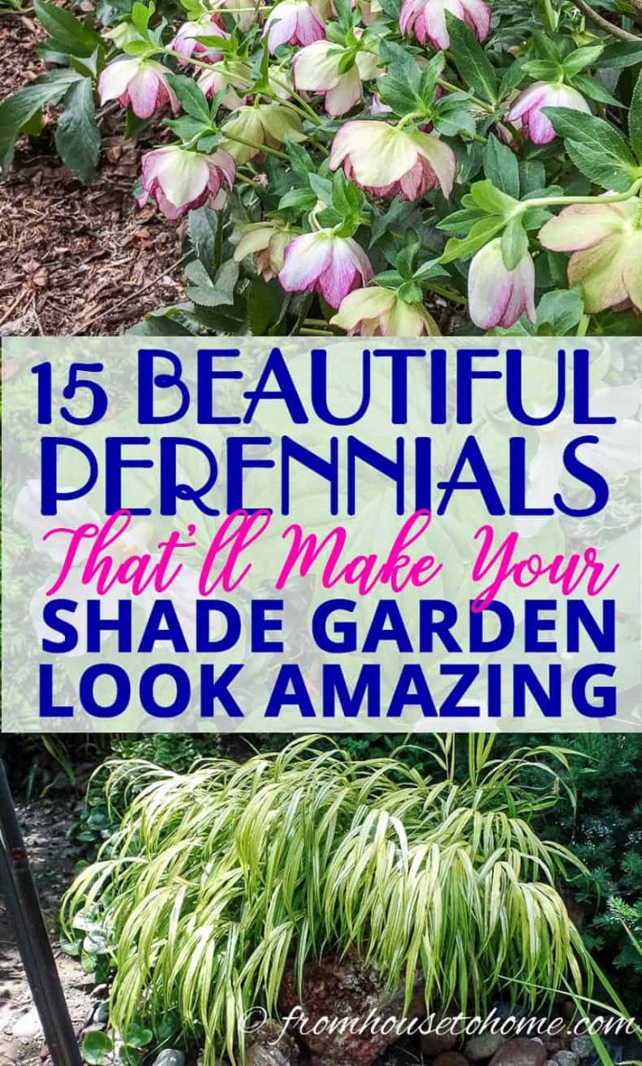compact perennials for shade