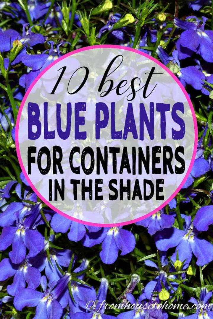 10 Best Blue Plants for Containers in the Shade