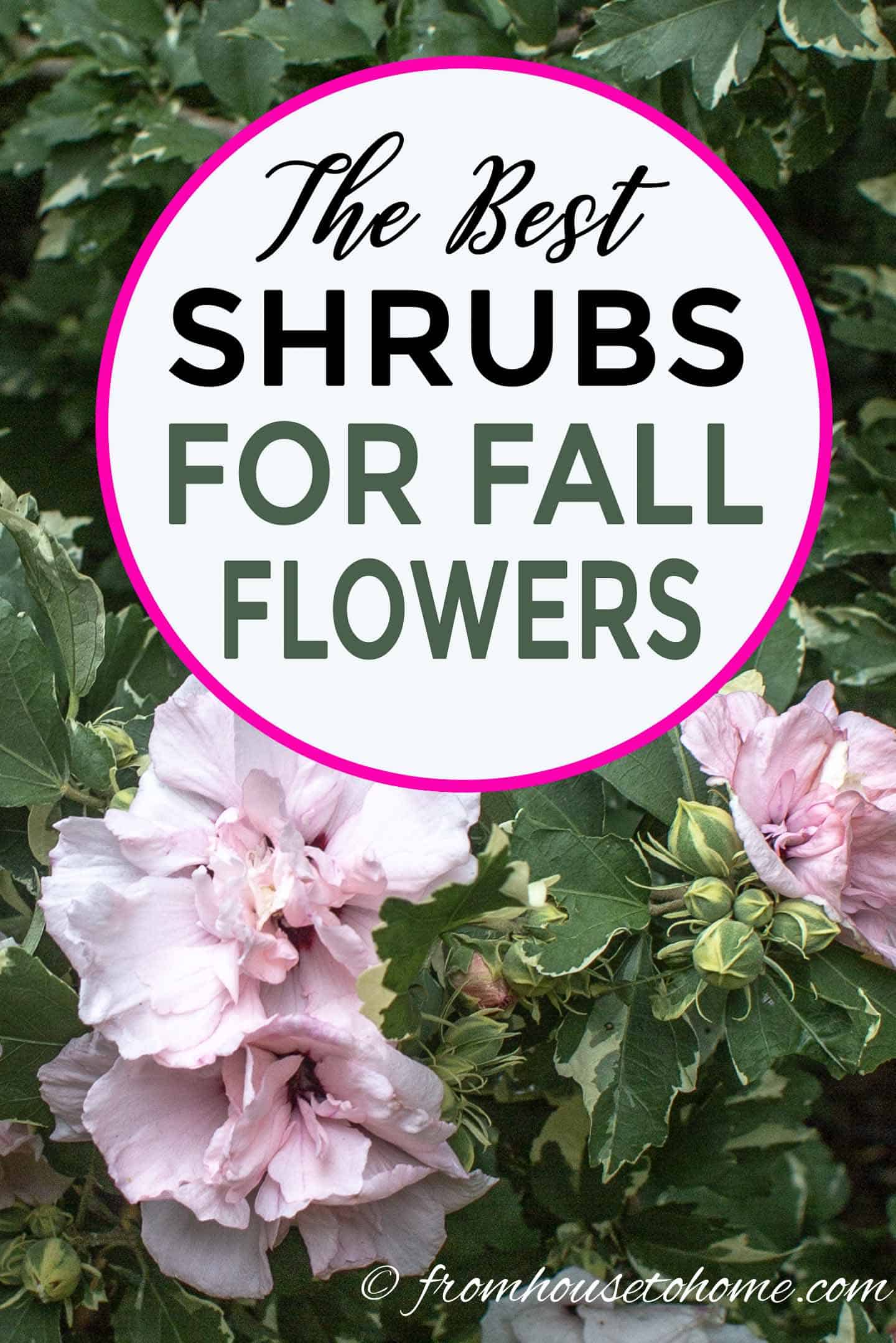 The best shrubs for fall flowers