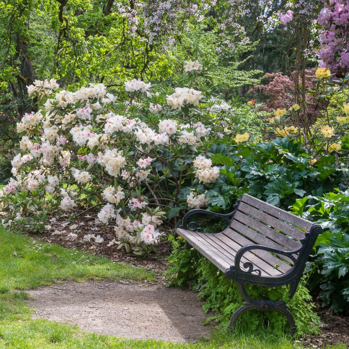 Bench in a shade garden surrounded by blooming Rhododendrons