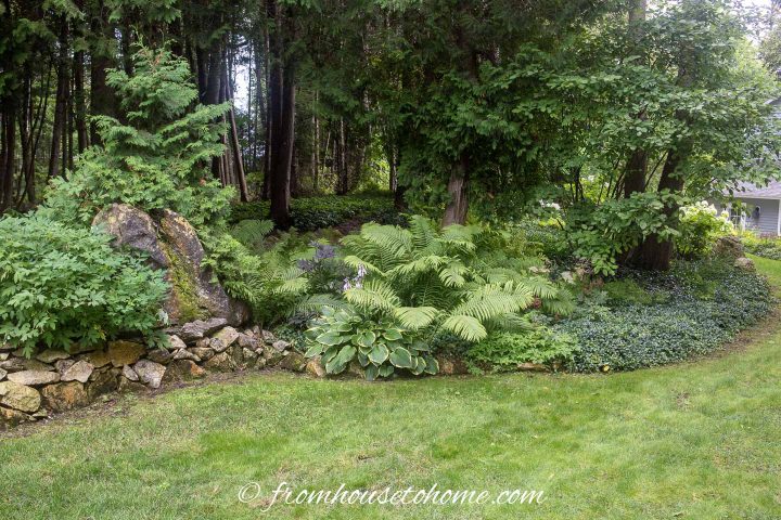 Curved shade garden bed with Hostas and ground cover