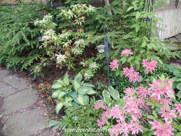 Small shade garden bed with Hostas, Azalea and evergreens