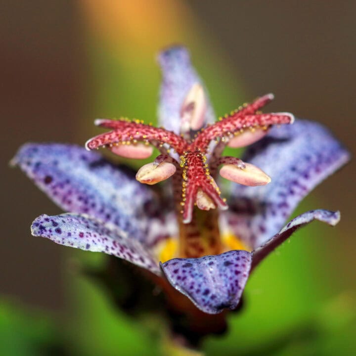 'Blue Wonder' Japanese toad lily