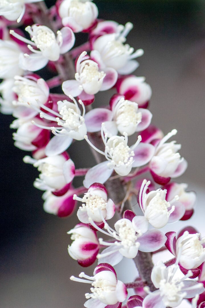 Close up of fall blooming bugbane flower