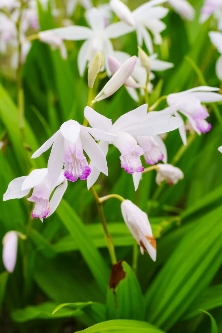Chinese ground orchid blooms