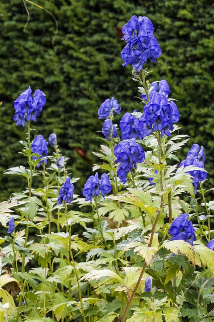 Blue Monkshood blooms