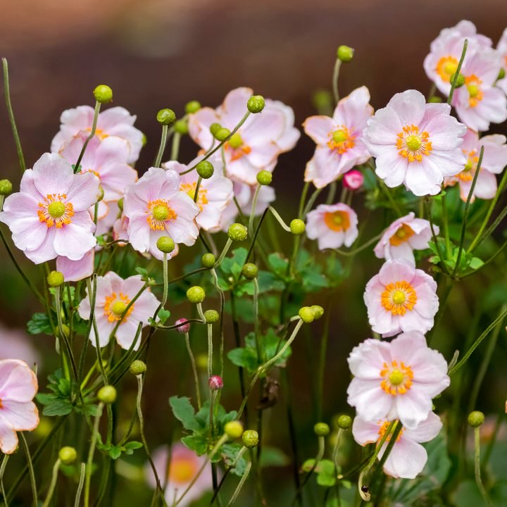 Dry shade plants - Japanese anemone