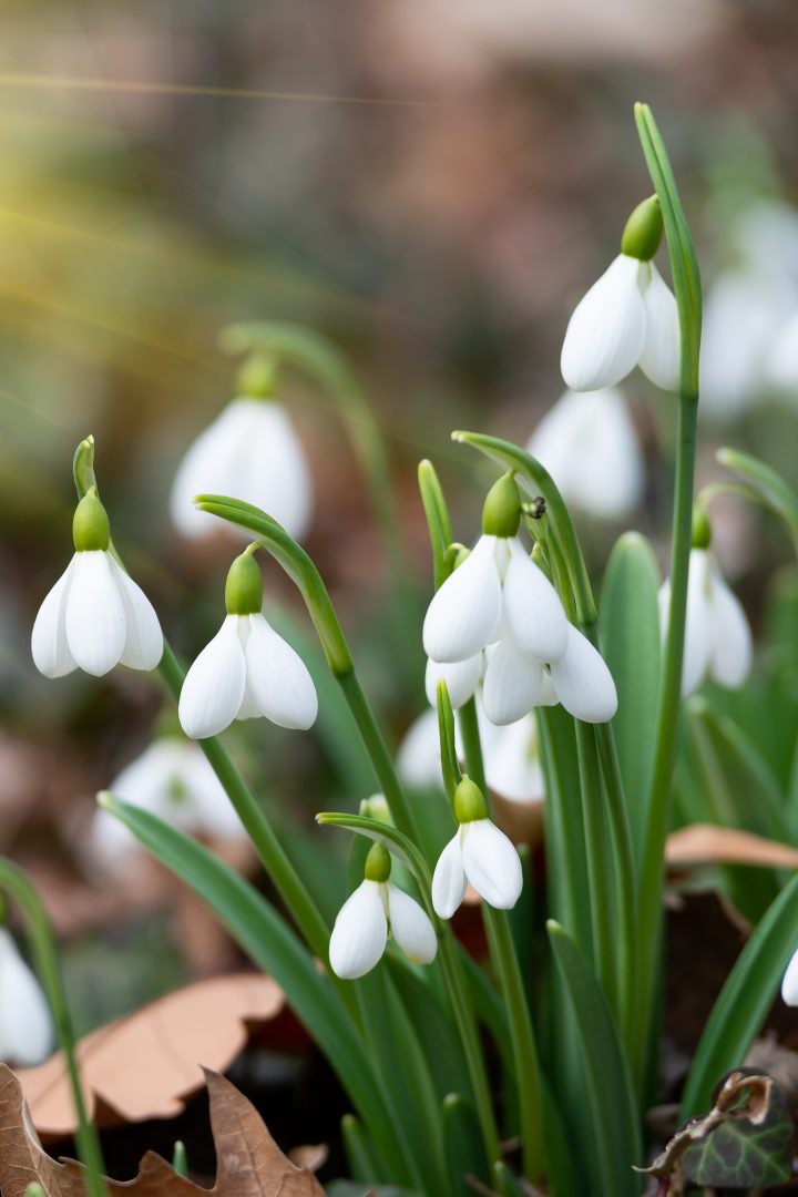Snowdrops (Galanthus)