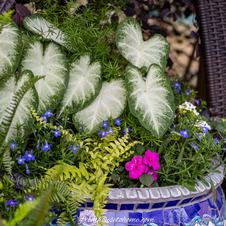 best shade annuals