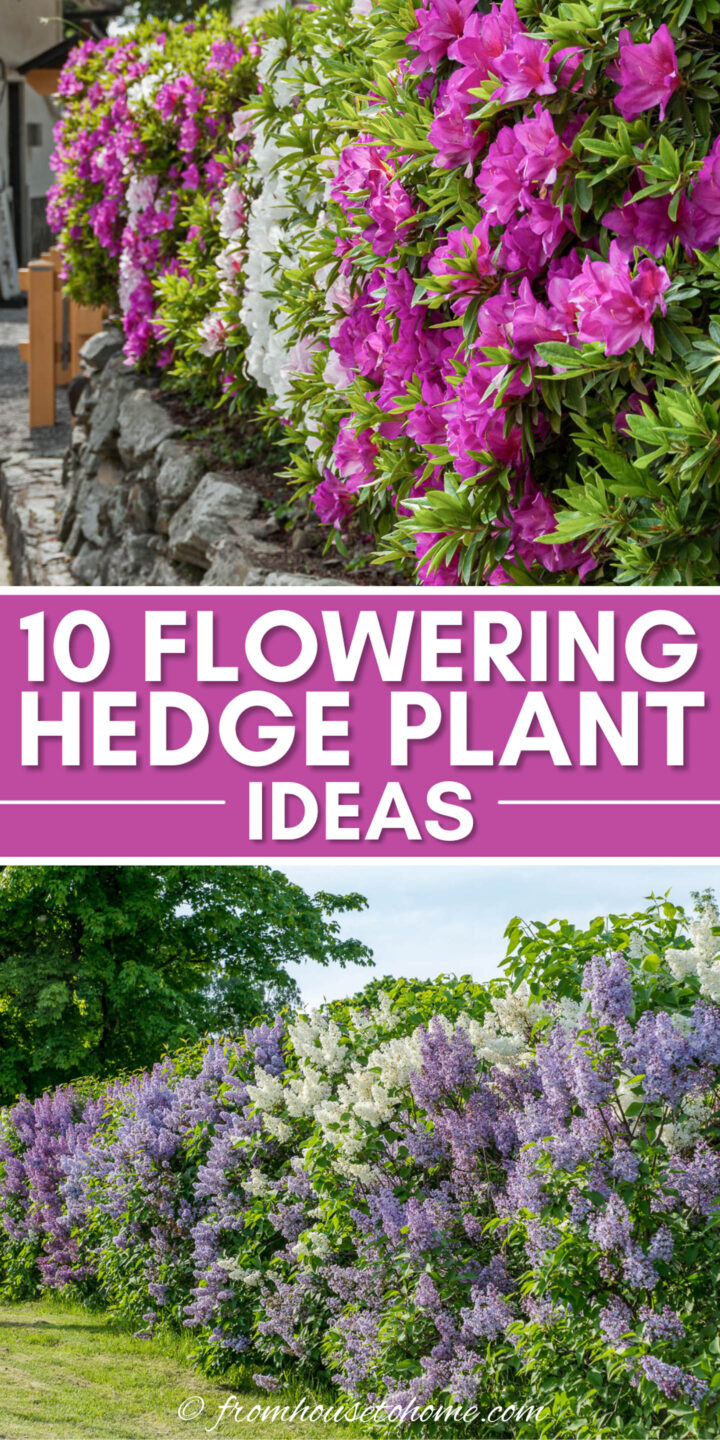 flowering hedge plants