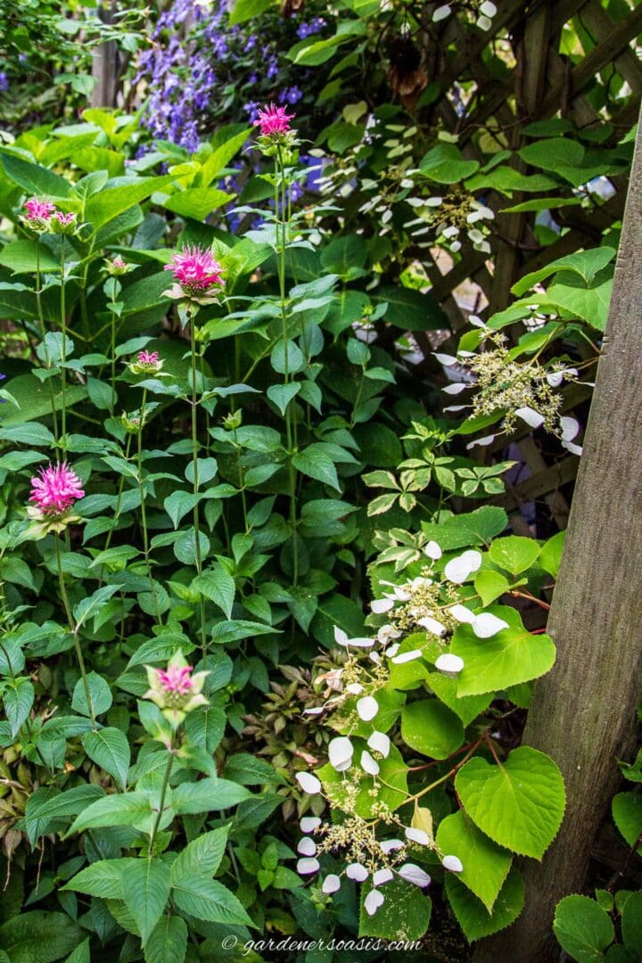 Japanese climbingHydrangea