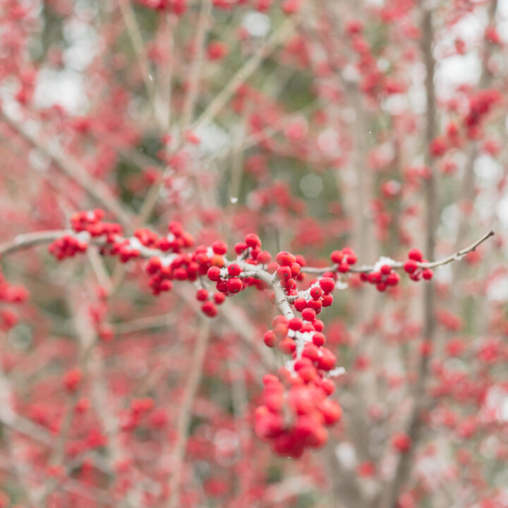 Winterberry