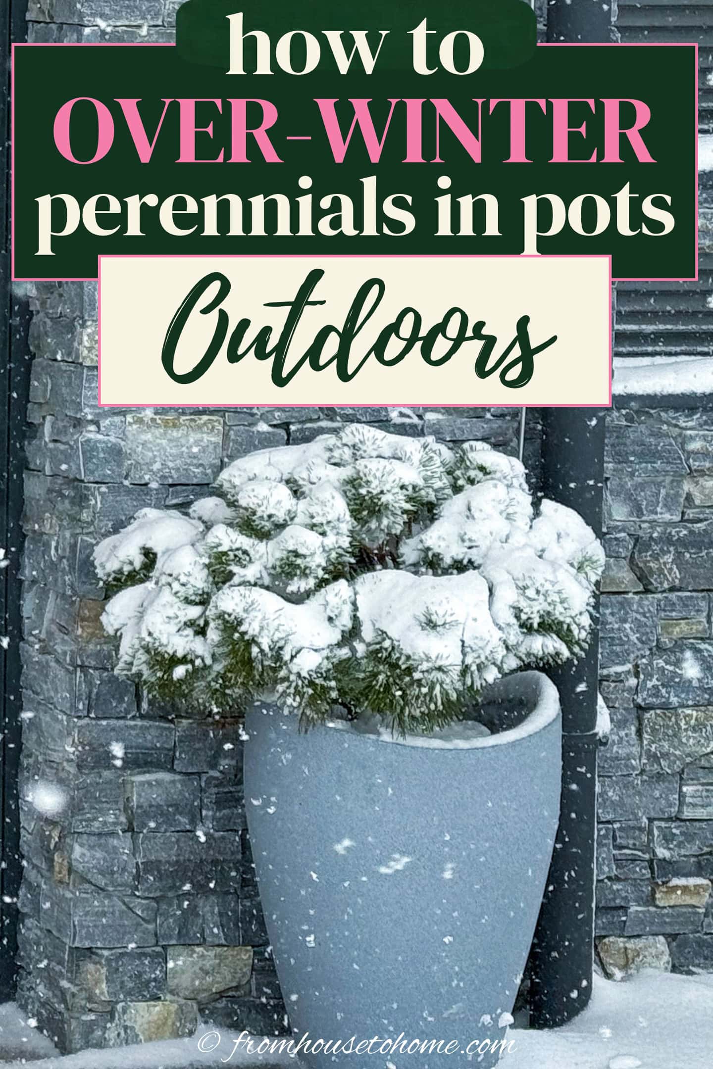 how to over-winter perennials in pots outdoors